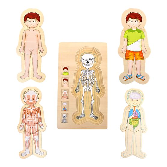 Kislábú fajátékok Puzzle Anatómia Tim