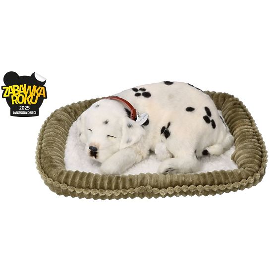 Perfect Petzzz Fogadjon örökbe egy lélegző dalmatát