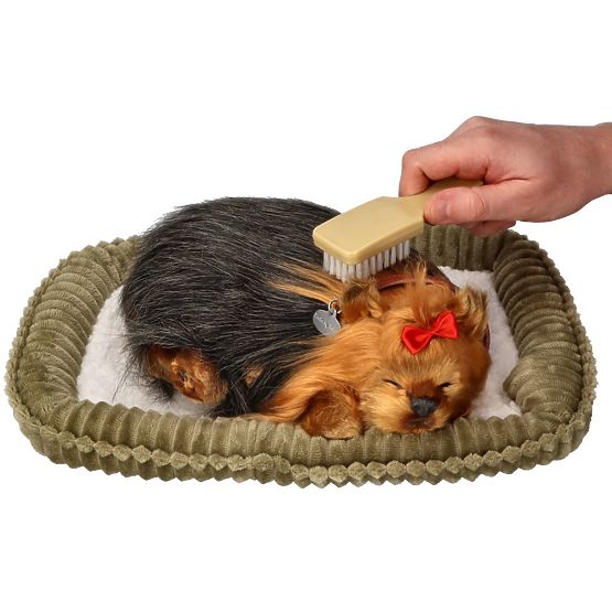 Perfect Petzzz Horkoló Yorki Kölyökkutya