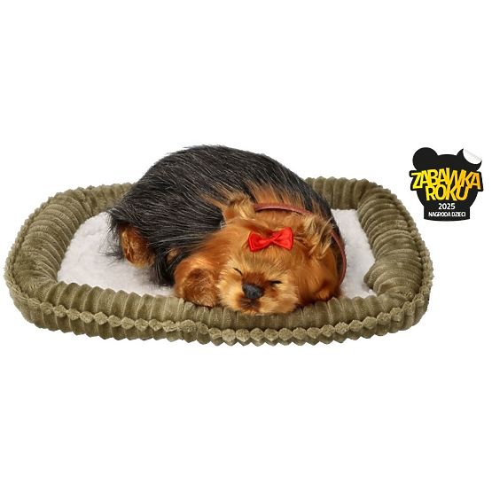Perfect Petzzz Horkoló Yorki Kölyökkutya