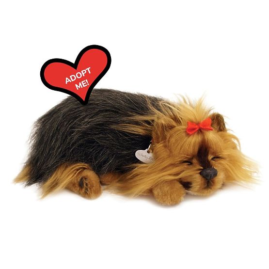 Perfect Petzzz Horkoló Yorki Kölyökkutya