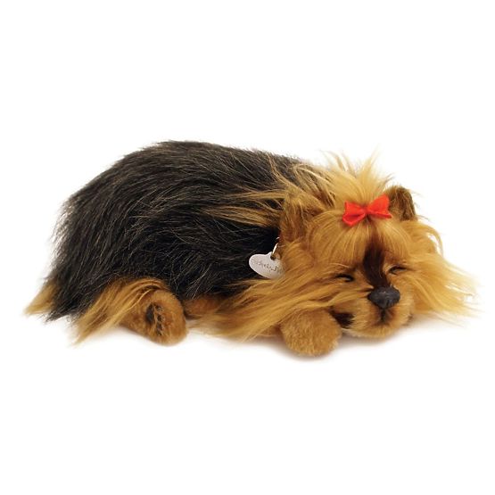 Perfect Petzzz Horkoló Yorki Kölyökkutya
