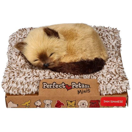 Perfect Petzzz Kis sziámi cica