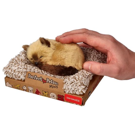 Perfect Petzzz Kis sziámi cica