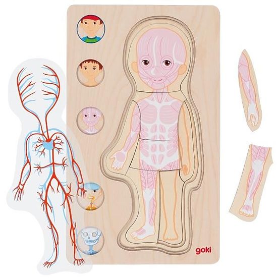 Réteges puzzle fiú - az emberi test belülről