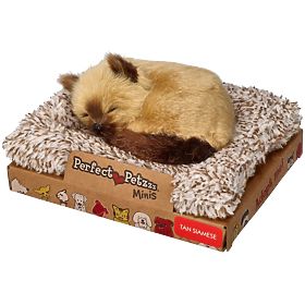 Perfect Petzzz Kis sziámi cica